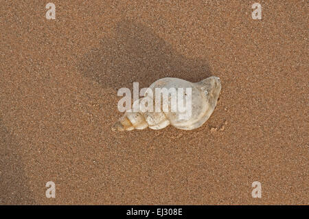 Gemeinsamen Wellhornschnecke Shell am Strand von Nairn Stockfoto