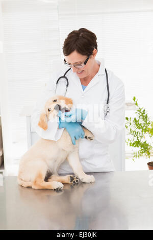 Tierarzt Hund Medizin geben Stockfoto