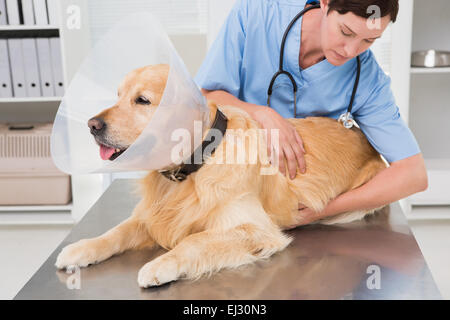 Tierarzt untersucht einen süßen Hund Stockfoto