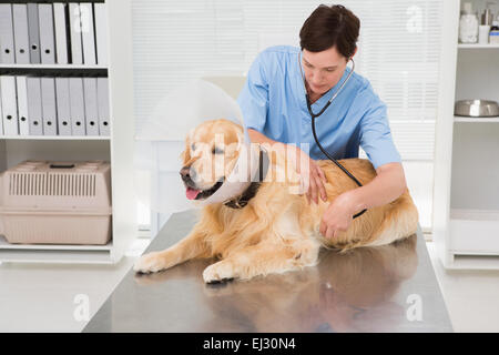 Tierarzt untersucht einen süßen Hund Stockfoto