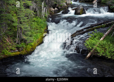 OREGON - eine Kaskade entlang des Green Lake Trail in drei Schwestern Wildnisgebiet des Deschutes National Forest in der Nähe von Bend. Stockfoto