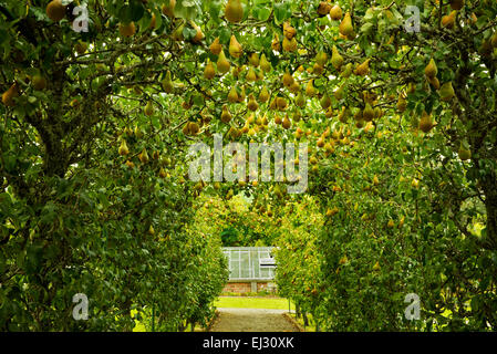 Birne Arbor und Weg in den Gärten an der Dromoland Castle, Irland Stockfoto