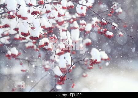 rote Beeren unter Schnee, Schnee, Hintergrund, Eberesche, Weißdorn Stockfoto