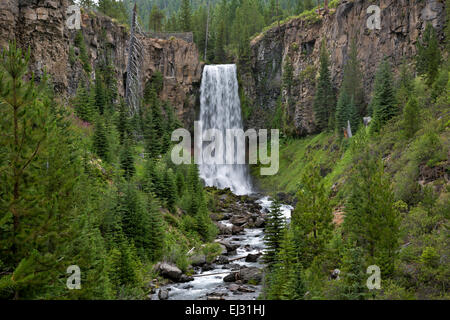 OR01766-00... OREGON - Tumalo fällt auf North Fork Bridge Creek im Deschutes National Forest in der Nähe von Bend. Stockfoto