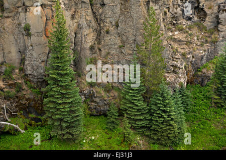 OR01771-00... OREGON - Bäumen festhalten an der Seite einer Klippe bei Tumalo Wasserfällen in der Nähe von Kurve im Deschutes National Forest. Stockfoto