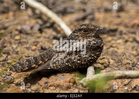 Schwärzlich Ziegenmelker (Caprimulgus hier) thront auf einem Tag Schlafplatz in der Nähe von Atta Lodge, Iwokrama Rainforest, Guyana Stockfoto