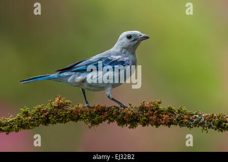 Blau-graue Tanager (Thraupis Episcopus) thront, Georgetown, Guyana Stockfoto