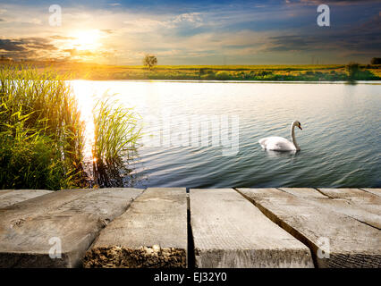 Weißer Schwan auf einem Fluss in der Nähe von Holzbrücke Stockfoto