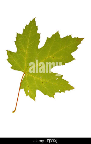 Silber Ahorn / Maple Creek / Silverleaf Ahorn (Acer Saccharinum) Herbst Blatt, ursprünglich aus Nordamerika vor weißem Hintergrund Stockfoto
