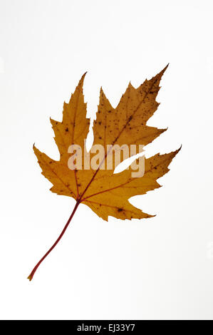Silber Ahorn / Maple Creek / Silverleaf Ahorn (Acer Saccharinum) Herbst Blatt, in östlichen Nordamerika auf weißem Hintergrund Stockfoto
