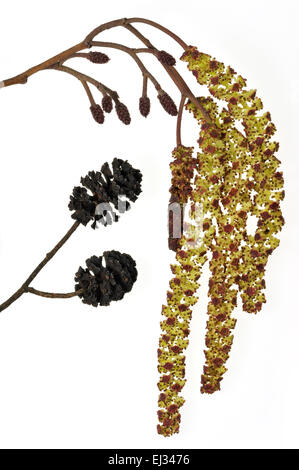 Schwarz-Erle / Europäische Erle / männlichen Kätzchen Schwarzerle (Alnus Glutinosa) und weiblichen Blütenstände auf weiß im Frühjahr Stockfoto