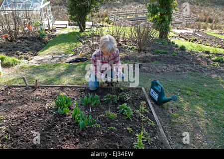 Eine Frau, die Anfang Frühjahr in Carmarthenshire, West Wales, Großbritannien, IN ihrem ländlichen Garten Traubenhyazinthen in einem Hochbett umpflanzt, hat im Garten gepflanzt Stockfoto