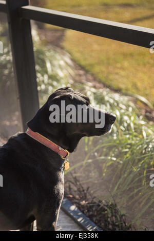 Schwarzer Labrador Hundesitting in abgeschirmten Gehäuse, s Haus, FL, USA Stockfoto