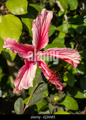 Rot und weiß hybridisiert Hibiskus, Florida, USA Stockfoto