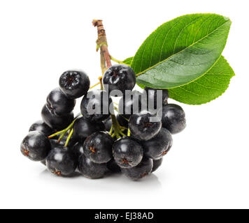 Zweig der schwarzen Apfelbeere (Aronia Melanocarpa) auf dem weißen Hintergrund isoliert. Stockfoto