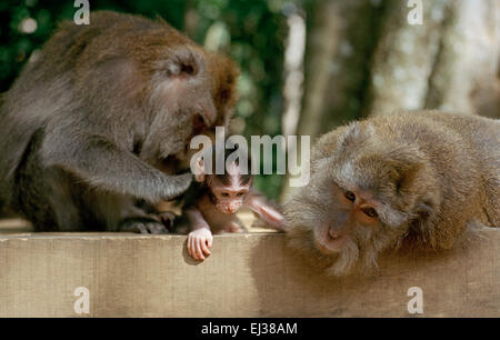 Makaken-Affen in den Monkey Forest in Ubud in Bali in Indonesien in Südostasien. Liebe Tierwelt Tier Primas Familie Safari natürliche Naturreisen Stockfoto