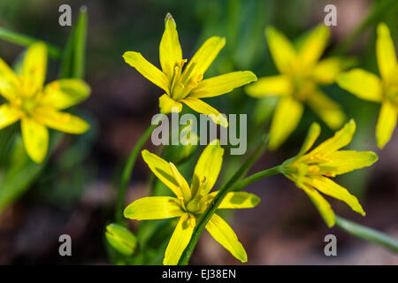 Gelbe Star-of-Bethlehem Gagea lutea Stockfoto