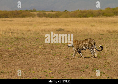 Leopard (Panthera Pardus) zu Fuß auf der Savanne Stockfoto