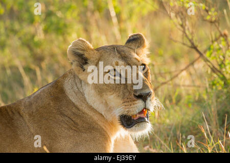 Löwe (Panthera Leo) weibliche closeup Stockfoto