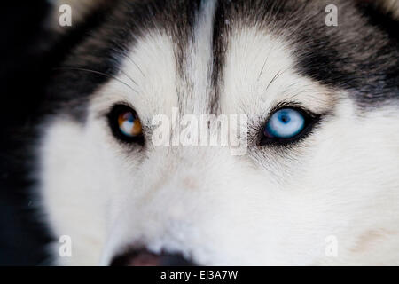 Siberian Husky Nahaufnahme von verschiedenen farbigen Augen Stockfoto