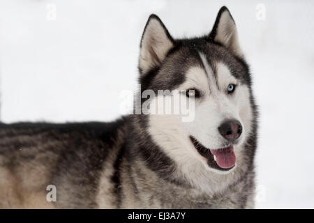 Verspielter sibirischer Husky mit Heterochromia iridium Stockfoto