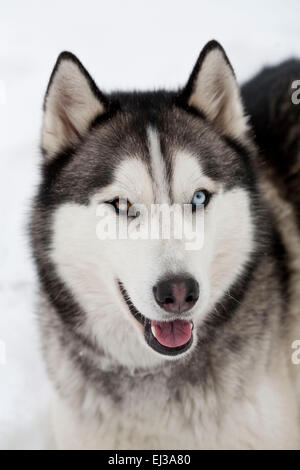 Verspielter sibirischer Husky mit Heterochromia iridium Stockfoto