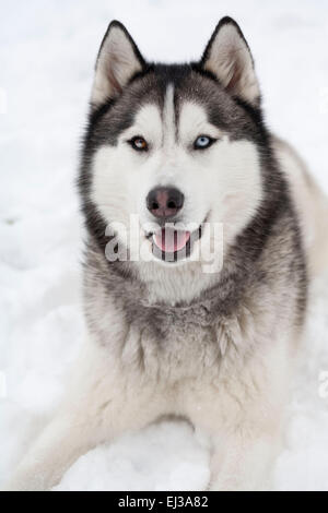 Verspielter sibirischer Husky mit Heterochromia iridium Stockfoto