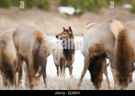 Wild Mountain Elk, Banff Nationalpark Alberta Kanada Stockfoto