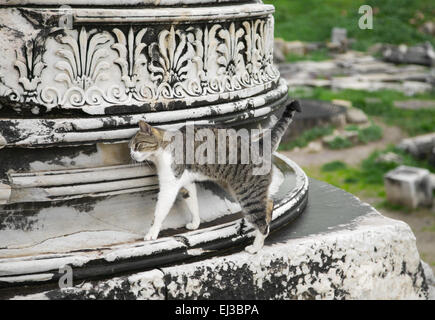 Katze auf eine Ruine einer antiken griechischen Stadt Ephesus Stockfoto