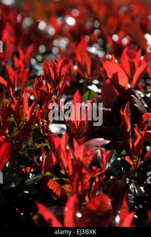 Photinia X fraseri "Red Versuchsprogramms AGM - neues Wachstum im Frühjahr Stockfoto