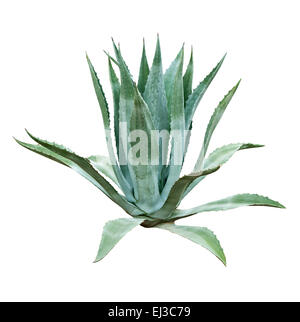 Grüne Aloe Bush isoliert auf weißem Hintergrund Stockfoto