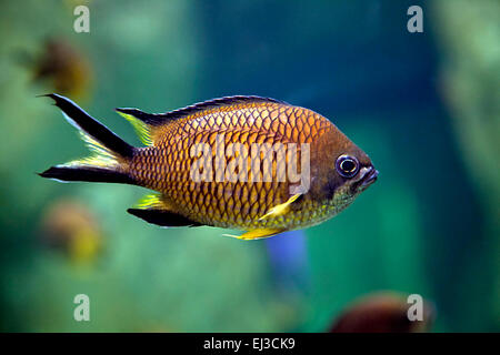 Nahaufnahme einer exotischen Fische schwimmen im aquarium Stockfoto
