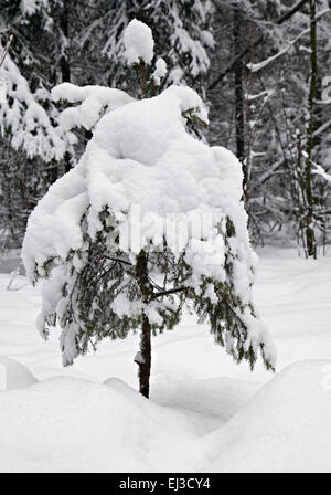 Eine kleine Tanne mit Schnee bedeckt Stockfoto