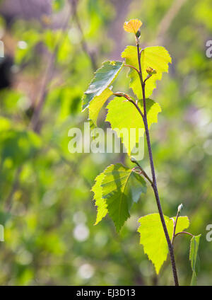 Spitze der neuen Birke im Gegenlicht Stockfoto