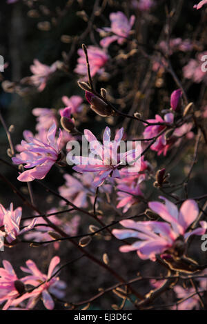 Magnolia X loebneri 'Leonard Messel' AGM - Abendlicht Stockfoto