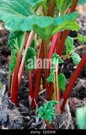 Rhubard - Rheum X hybridum 'Timperley früh"Ende März Stockfoto