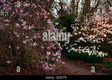 Magnolia X loebneri 'Leonard Messel' AGM mit Magnolia Stellata 'Seerose' AGM hinten - Abendlicht Stockfoto