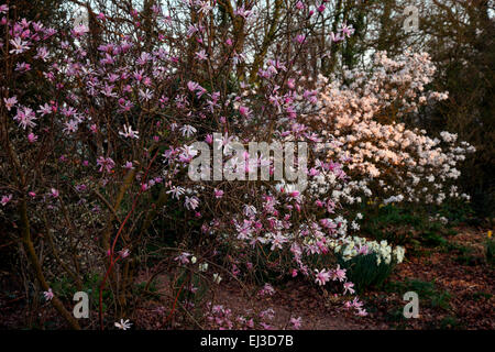 Magnolia X loebneri 'Leonard Messel' AGM mit Magnolia Stellata 'Seerose' AGM hinten - Abendlicht Stockfoto