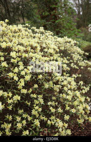 Rhododendron 'Ritze' in Savill Garden, Windsor Stockfoto