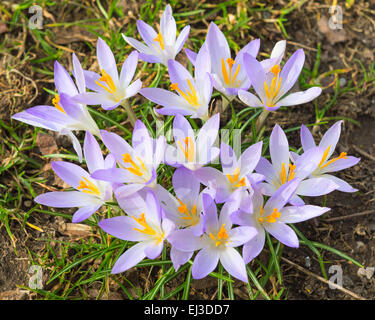 Zartes Licht lila Krokus Frühlingsblumen auf Sonnenlicht Almwiese Stockfoto