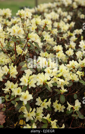 Rhododendron 'Ritze' in Savill Garden, Windsor Stockfoto