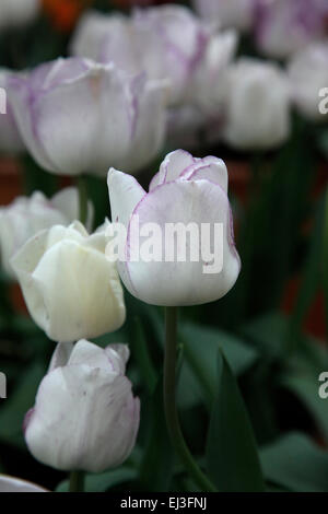 Tulipa "Shirley" Stockfoto