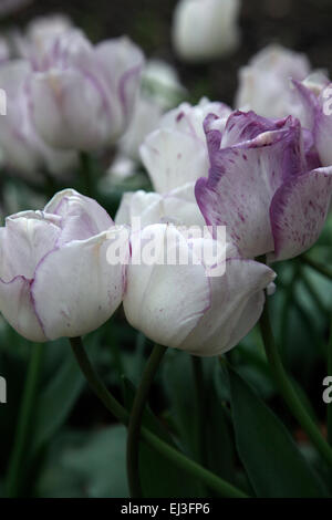 Tulipa "Shirley" Stockfoto