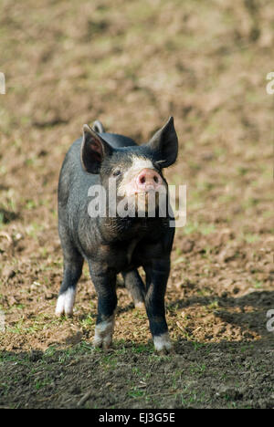 Schwarze inländischen Ferkel in Freilandhaltung Tierhaltung auf einem Bio Bauernhof England UK Europa Stockfoto