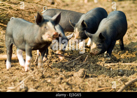 Schwarze inländischen Ferkel in Freilandhaltung Tierhaltung auf einem Bio Bauernhof England UK Europa Stockfoto