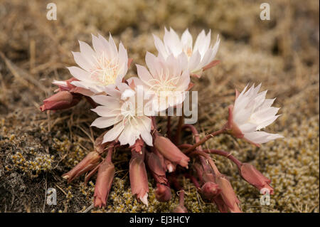 Bitterroot (Lewisia Rediviva) Wildblumen auf Catherine Creek Preserve in Washington getroffen in der Nähe von The Dalles, Oregon Stockfoto