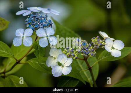Bluebird Hortensie blüht auf einem Strauch in Issaquah, Washington, USA Stockfoto