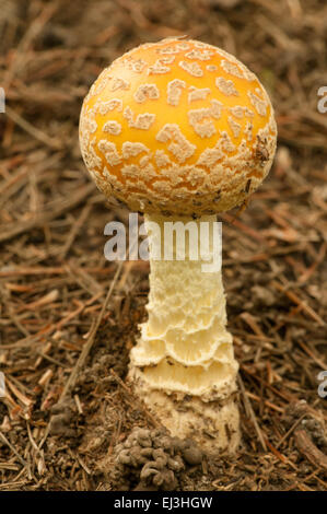 Amerikanischen Eastern gelbe Fliegenpilz oder Fliegenpilz Pilz gefunden in der Nähe von Savanne, Illinois, USA Stockfoto