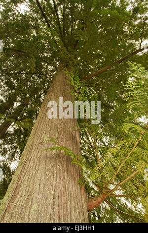 Nach oben auf eine Western Red Cedar Tree im Squak Mountain State Park in Issaquah, Washington, USA Stockfoto