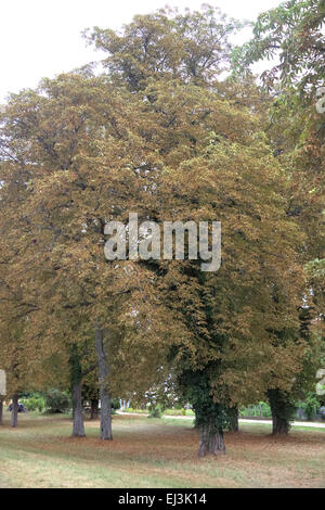 Symptome der Rosskastanien-Miniermotte - Cameraria Ohridella auf Aesculus Hippocastanum zeigt schwere Schäden in Mitte August Stockfoto